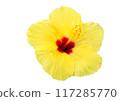 Hawaiian Hibiscus Flower 117285770