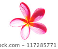 Hawaiian Plumeria Flower 117285771