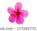 Hawaiian Hibiscus Flower 117285772