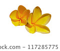 Hawaiian Plumeria Flower 117285775