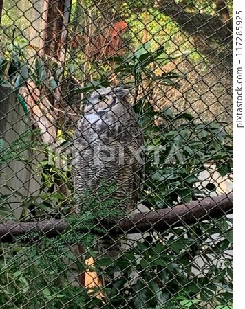 貓頭鷹棲息在柵欄上 貓頭鷹棲息在柵欄上 117285925