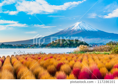 河口湖大石公園的秋葉地膚和富士山 河口湖大石公園的秋葉地膚和富士山 117286101