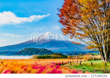 Mount Fuji and autumn leaves at Oishi Park, Lake Kawaguchi 117286102
