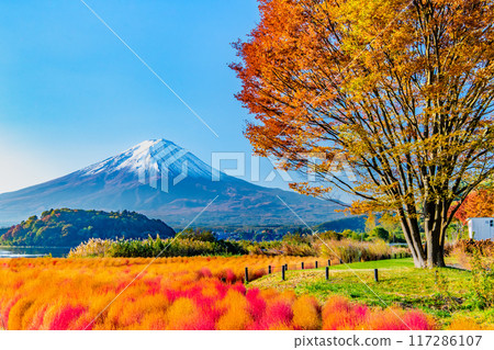 河口湖大石公園的富士山與秋葉 河口湖大石公園的富士山與秋葉 117286107
