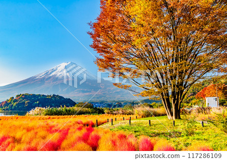 河口湖大石公園的富士山與秋葉 117286109