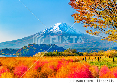 河口湖大石公園的富士山與秋葉 117286110