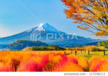 Mount Fuji and autumn leaves at Oishi Park, Lake Kawaguchi 117286111