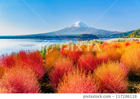 河口湖大石公園的秋葉地膚和富士山 117286118