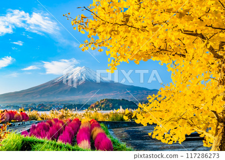 富士山和紅葉~被紅葉染紅的河口湖大石公園~ 富士山和紅葉~被紅葉染紅的河口湖大石公園~ 117286273