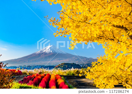 富士山和紅葉~被紅葉染紅的河口湖大石公園~ 富士山和紅葉~被紅葉染紅的河口湖大石公園~ 117286274