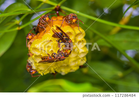 紙黃蜂透過嘴巴對嘴巴進食 117286484
