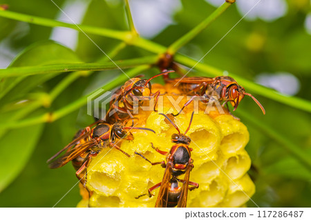 Ashana-nagi的巢 117286487