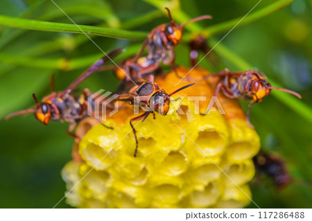 紙黃蜂的威脅,看起來就像戰隊的姿勢。 紙黃蜂的威脅,看起來就像戰隊的姿勢。 117286488