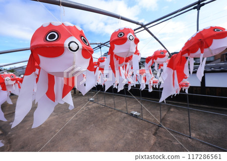 柳井金魚元宵節2457 柳井金魚元宵節2457 117286561