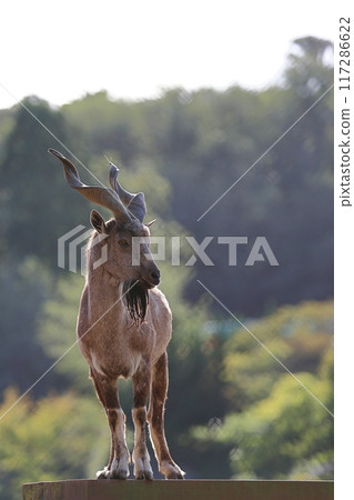 Male Markhor standing on a platform 117286622