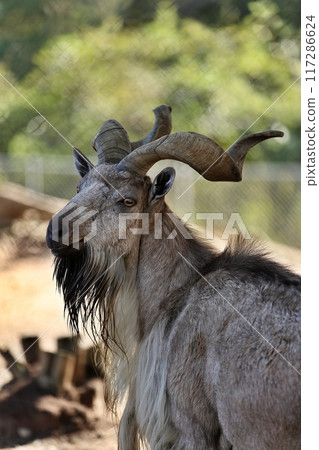 A male markhor turning around 117286624