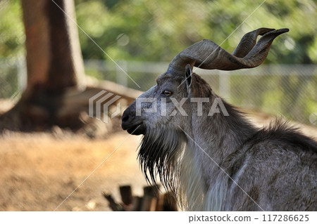 Profile of a male Markhor 117286625