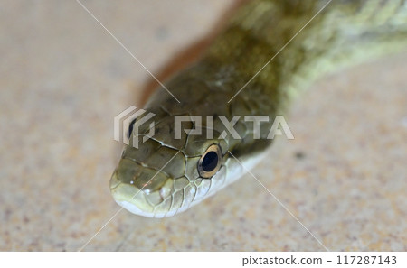 Japanese Rat Snake - Close-up of a snake 117287143