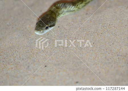 Japanese Rat Snake - Close-up of a snake 117287144