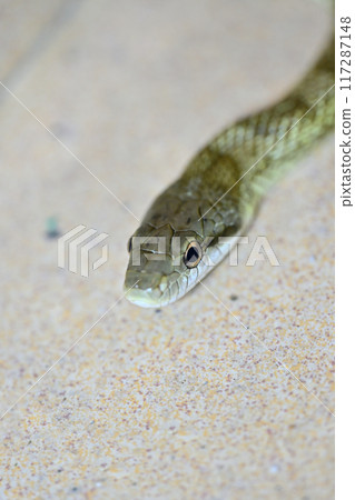 Japanese Rat Snake - Close-up of a snake 117287148