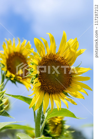 Sunflowers blooming towards the blue sky 117287212