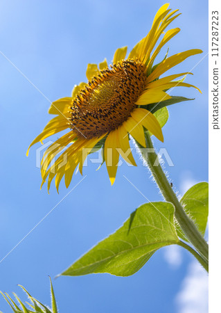 Sunflowers blooming towards the blue sky Sunflowers blooming towards the blue sky 117287223