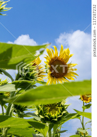 開花在夏天藍天和向日葵領域的向日葵 117287232