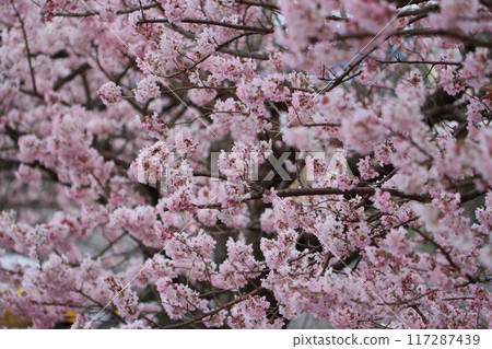 <Minamiashigara City, Kanagawa Prefecture> Early-blooming cherry blossoms in full bloom <Minamiashigara City, Kanagawa Prefecture> Early-blooming cherry blossoms in full bloom 117287439