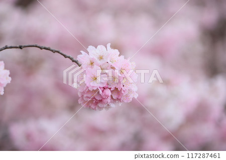 [神奈川縣南足柄市]早開的櫻花盛開 117287461