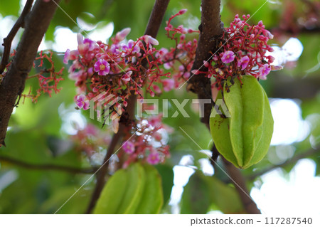 a starfruit tree branch laden with green fruits, pink and purple 117287540