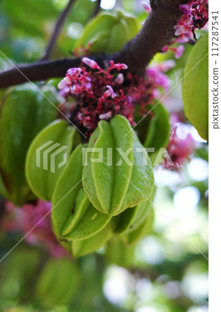 a starfruit tree branch laden with green fruits, pink and purple 117287541