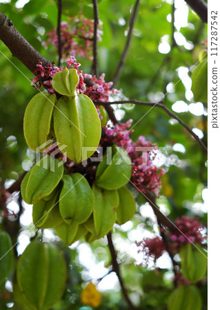 a starfruit tree branch laden with green fruits, pink and purple 117287542
