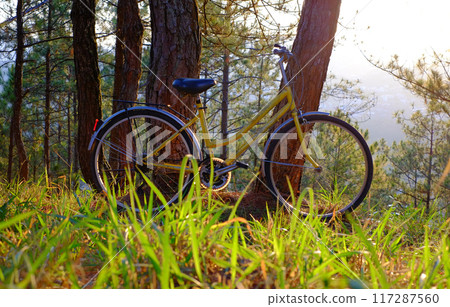 A yellow bicycle  among  pine trees,  warm sunlight, creating a serene peaceful rides and embracing nature's tranquility 117287560