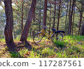 A yellow bicycle  among  pine trees,  warm sunlight, creating a serene peaceful rides and embracing nature's tranquility 117287561