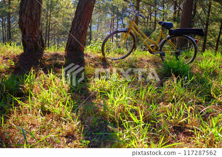 A yellow bicycle  among  pine trees,  warm sunlight, creating a serene peaceful rides and embracing nature's tranquility 117287562