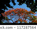 A stunning tree blooms with vibrant red flowers on blue sky in summer, Phoenix flower or Flamboyant tree or Phuong make sense of peace and tranquility. 117287564