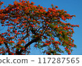 A stunning tree blooms with vibrant red flowers on blue sky in summer, Phoenix flower or Flamboyant tree or Phuong make sense of peace and tranquility. 117287565