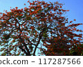A stunning tree blooms with vibrant red flowers on blue sky in summer, Phoenix flower or Flamboyant tree or Phuong make sense of peace and tranquility. 117287566