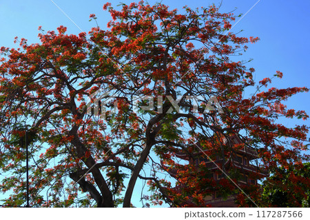 A stunning tree blooms with vibrant red flowers on blue sky in summer, Phoenix flower or Flamboyant tree or Phuong make sense of peace and tranquility. 117287566