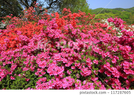 Colorful azaleas <Ashikaga Flower Park> Colorful azaleas <Ashikaga Flower Park> 117287605