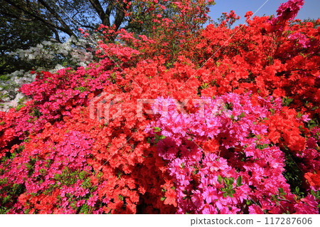 Colorful azaleas <Ashikaga Flower Park> 117287606
