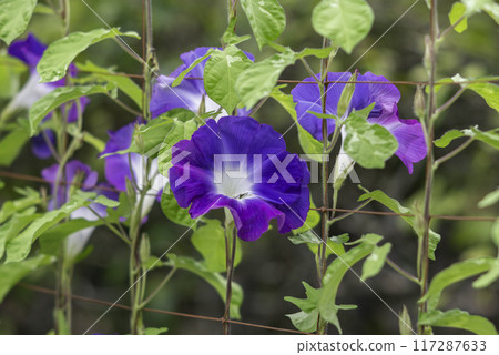 Changed Morning Glory 759 117287633