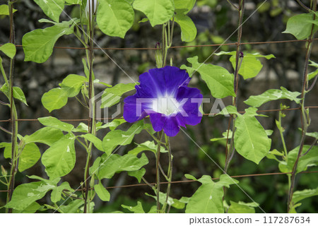 改牽牛花760 117287634