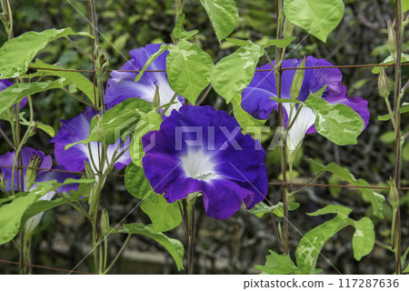 變牽牛花761 變牽牛花761 117287636