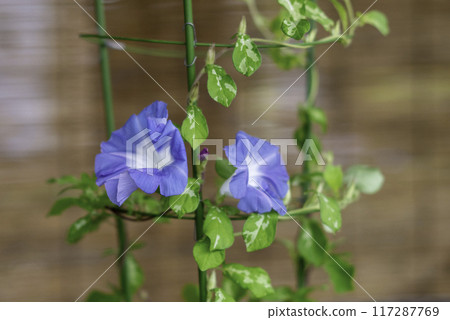 變牽牛花769 變牽牛花769 117287769