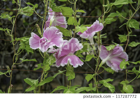 Changed Morning Glory 772 117287772