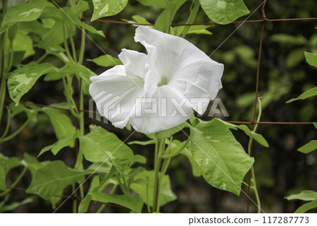 Changed Morning Glory 773 117287773