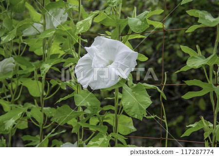 Changed Morning Glory 774 117287774