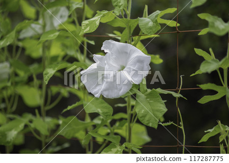 變牽牛花775 117287775