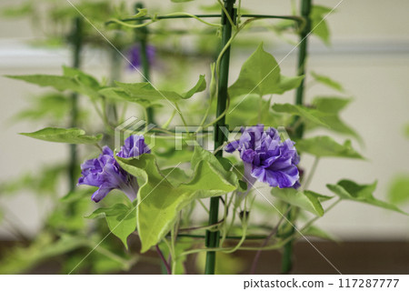 變牽牛花777 117287777